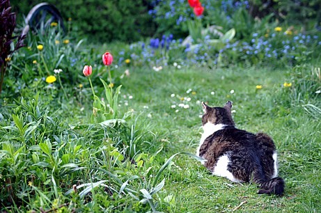 Die letzten Tage waren alle Vierbeiner meistens im Garten und haben vor